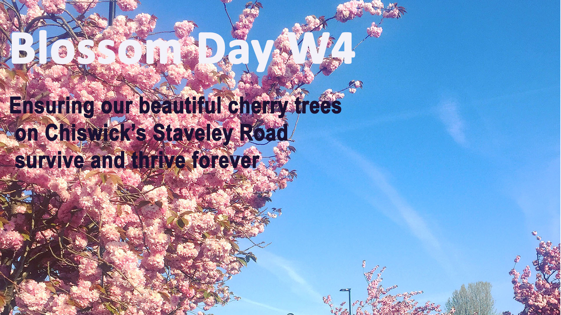 Blossom day W4